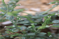 Heliotropium ovalifolium